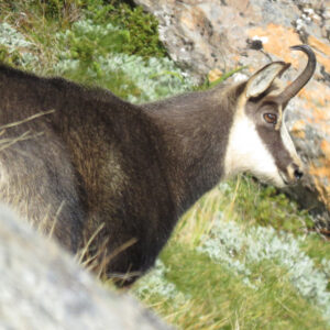 Chamois Hunts
