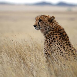 Cheetah Hunts