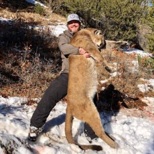 Colorado mountain lion hunt