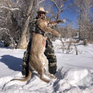 Alternative view of Colorado Mountain Lion Hunting Trips