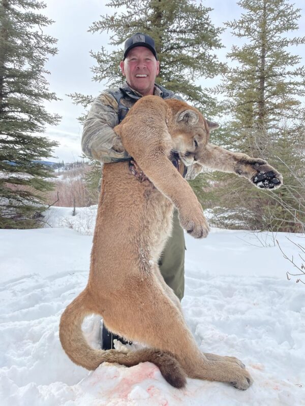 Colorado mountain lion hunt