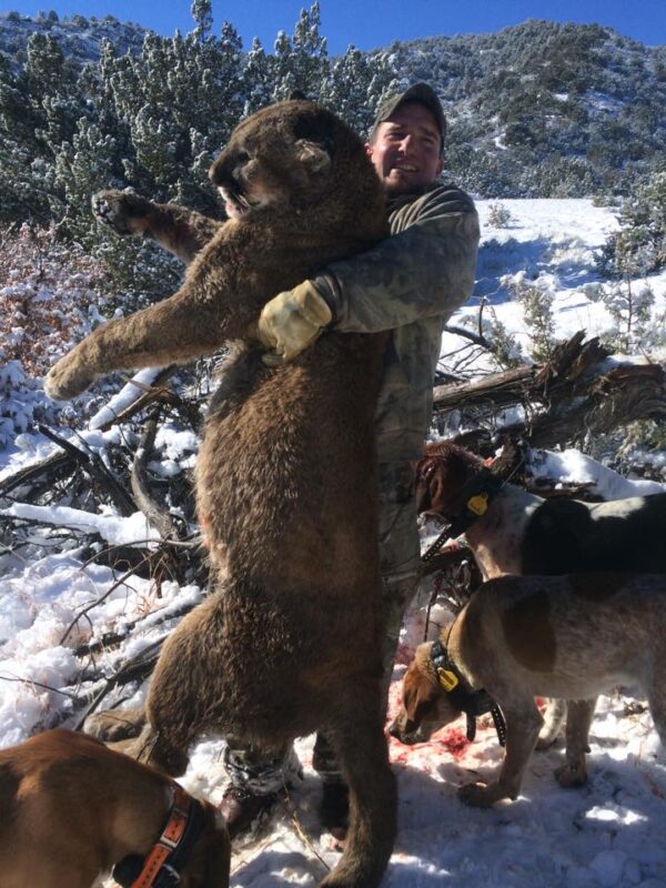 Colorado Mountain Lion Hunting