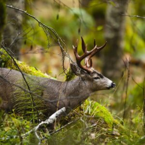 Blacktail Deer Hunts