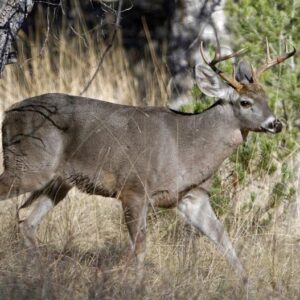 Coues Deer Hunts