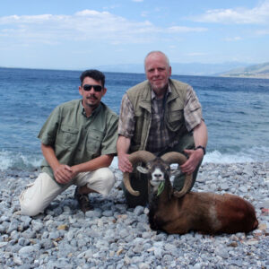 Mouflon sheep hunting in Croatia