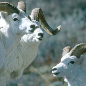 Dall Sheep Hunts