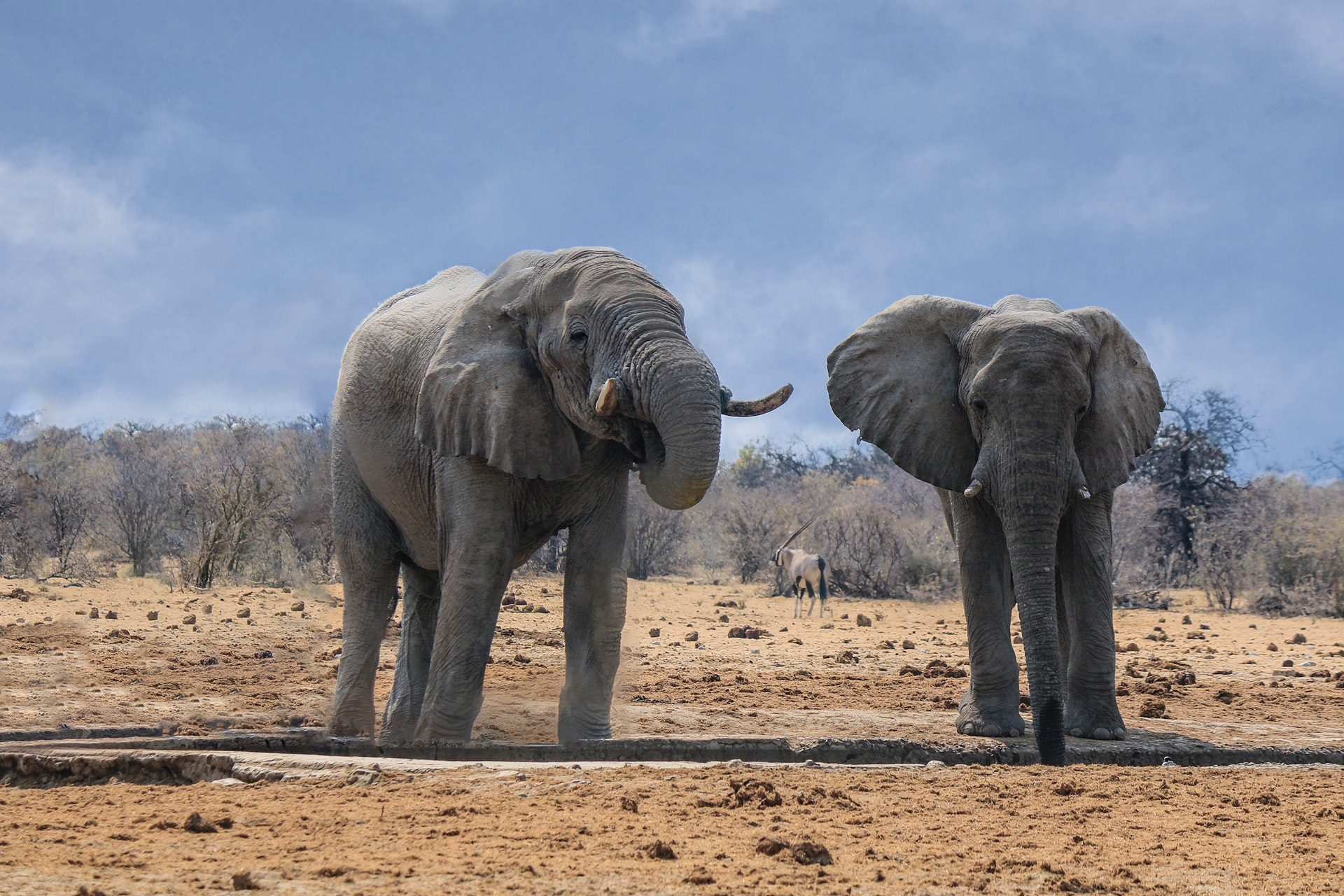 Elephant Hunts