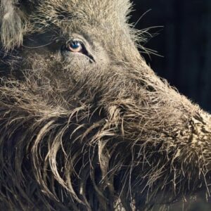 Eurasian Wild Boar