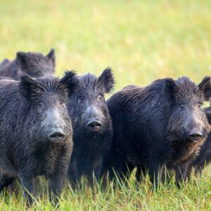 Feral Hog Hunts