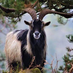 Feral Goat Hunts