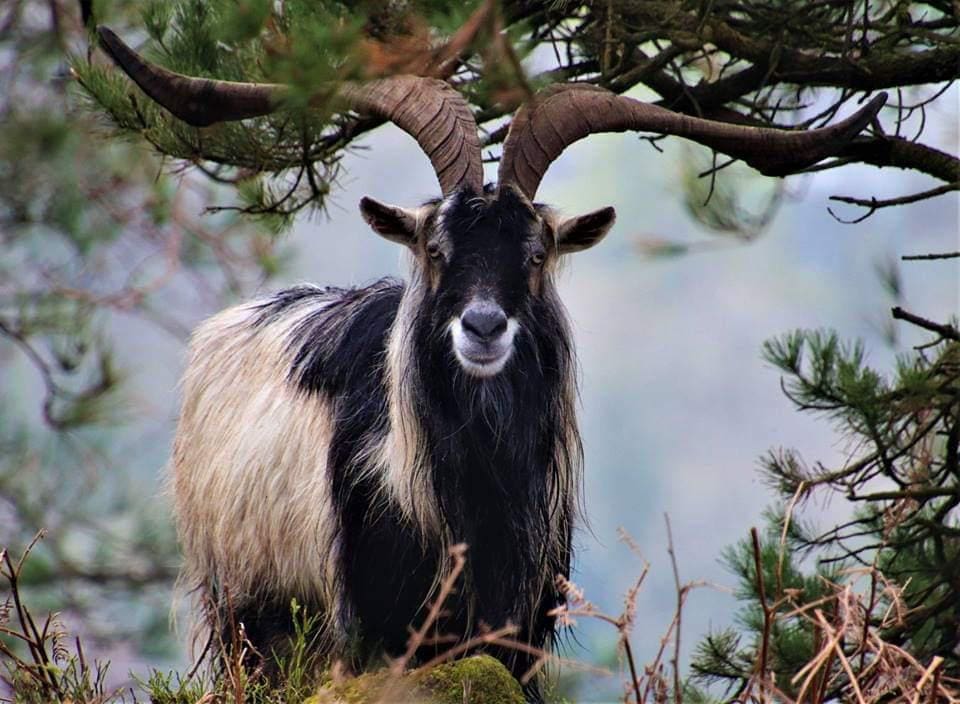 Feral Goat Hunting Trips