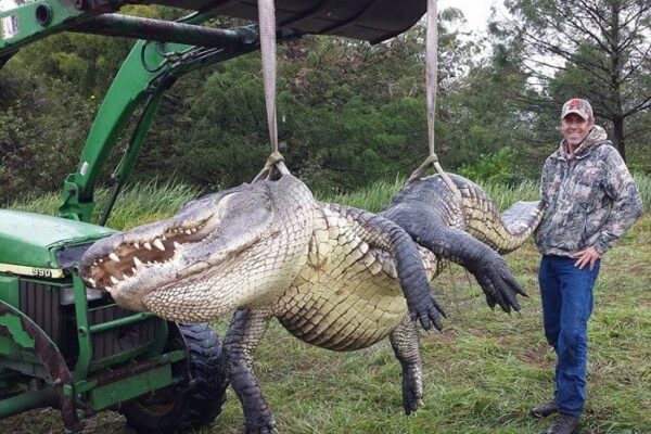 Florida Alligator Hunt Outdoors International 