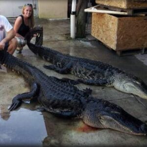 Florida alligator hunting may sound easy, but this is a large, prehistoric, dangerous predator.