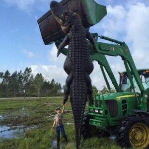 Hunting giant alligators in Florida