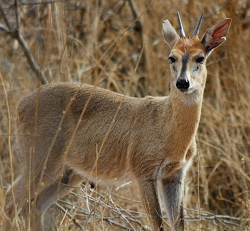 Hunting the Common Grey Duiker