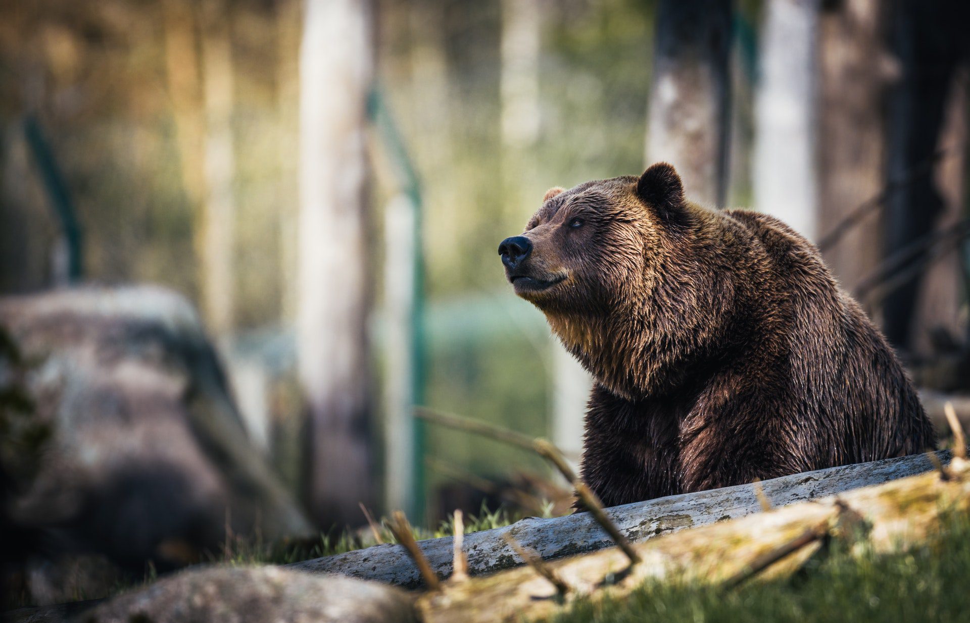 Grizzly Bear hunting Guides and Outfitters