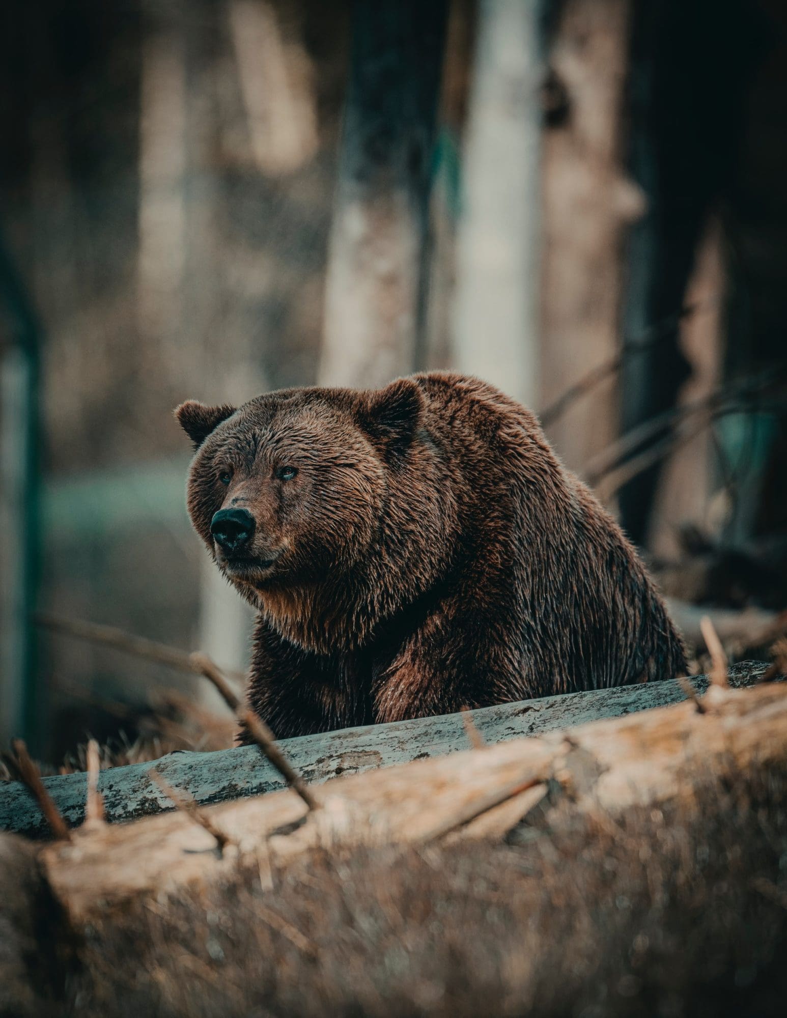 Big trophy grizzly bear