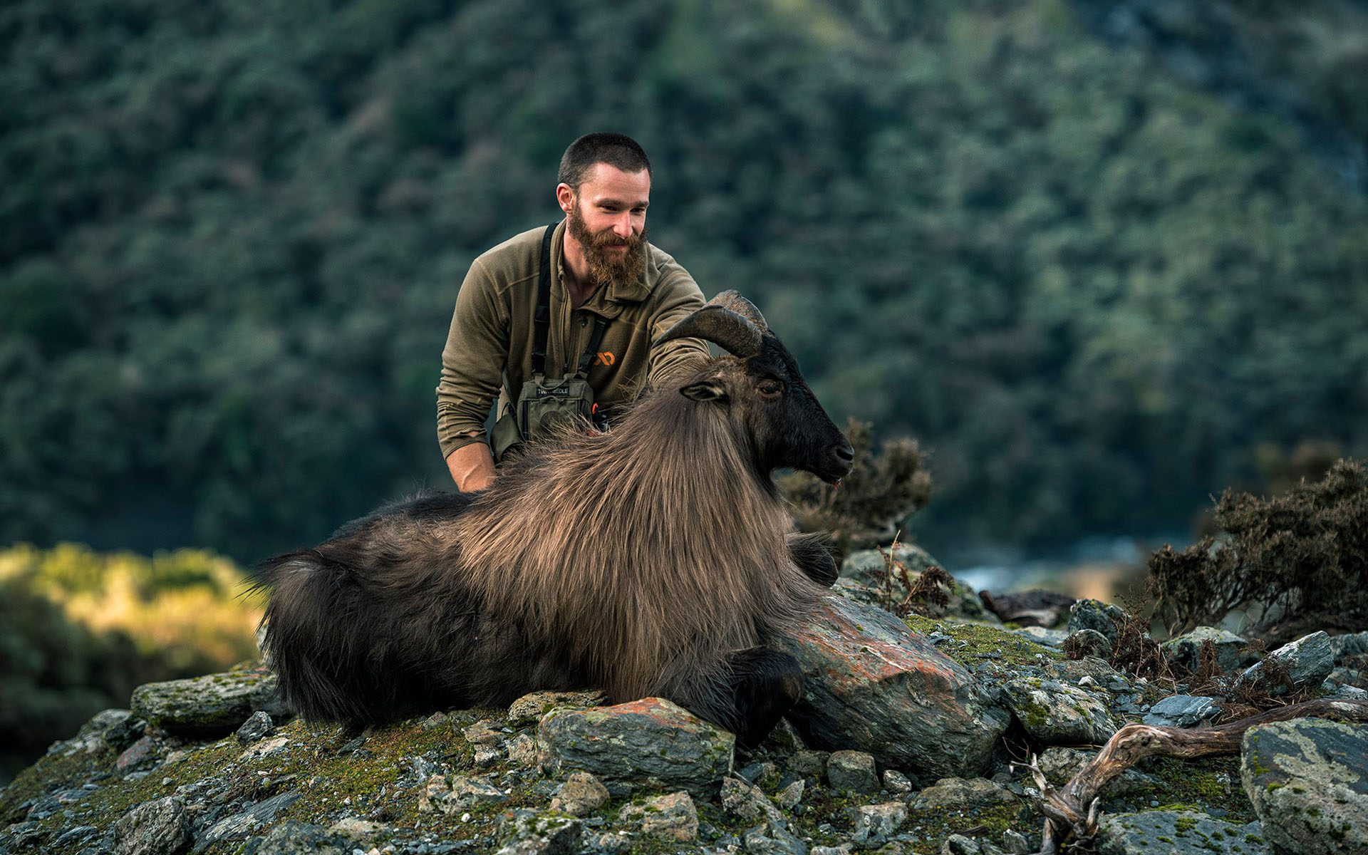 new zealand tahr and chamois hunting