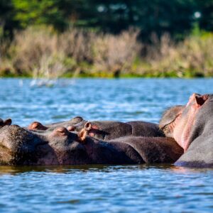 Hippo Hunts