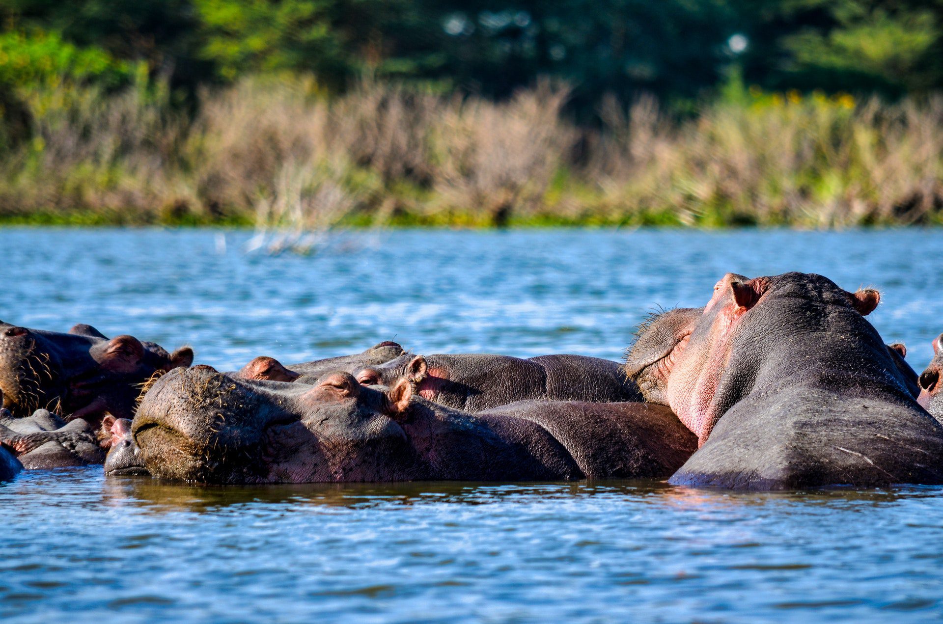 Hippo Hunting in Africa: How It Can Benefit Hippo Populations
