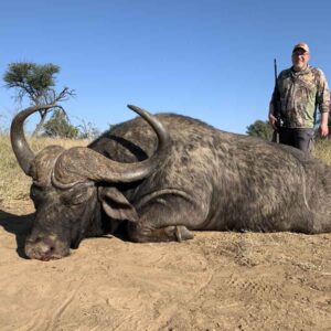 Cape buffalo