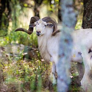 Hybrid Sheep Hunts