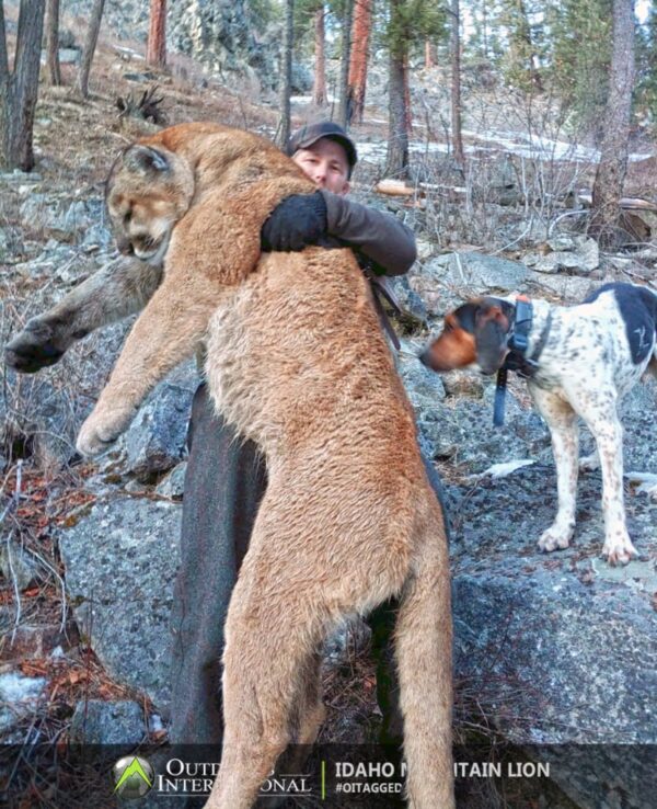 Idaho Mountain Lion Hunting BHON1