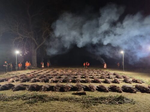 Driven boar hunts in Hungary
