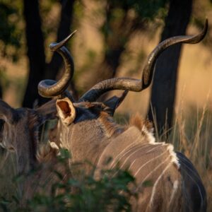 Kudu Hunts