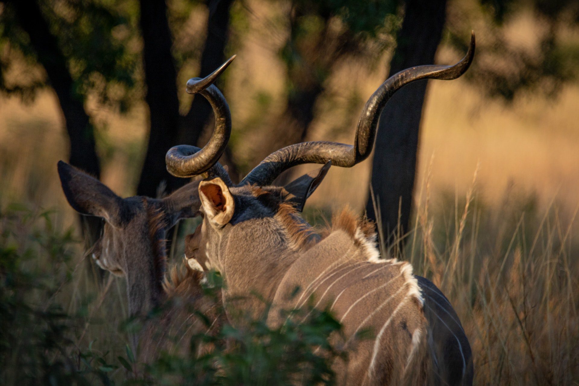 Kudu Hunts