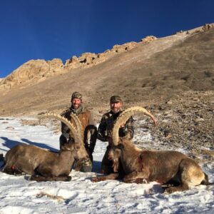 Mid-Asian Ibex double