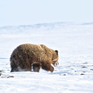 Hunt Barren Ground Grizzly bear in Nunavut, Canada