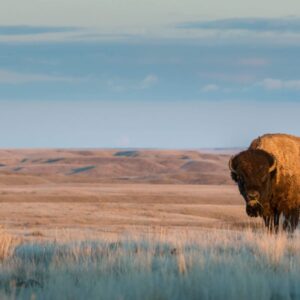 Bison Hunts