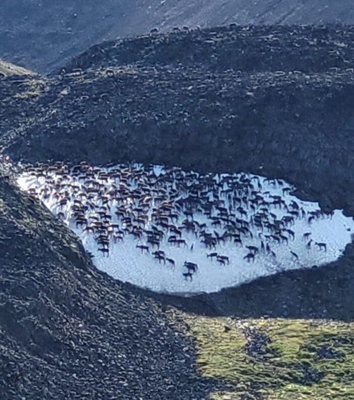 A huge herd of caribou in the Brooks Range.