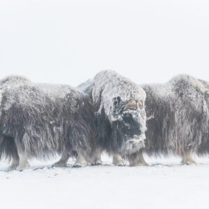 Muskox Hunts