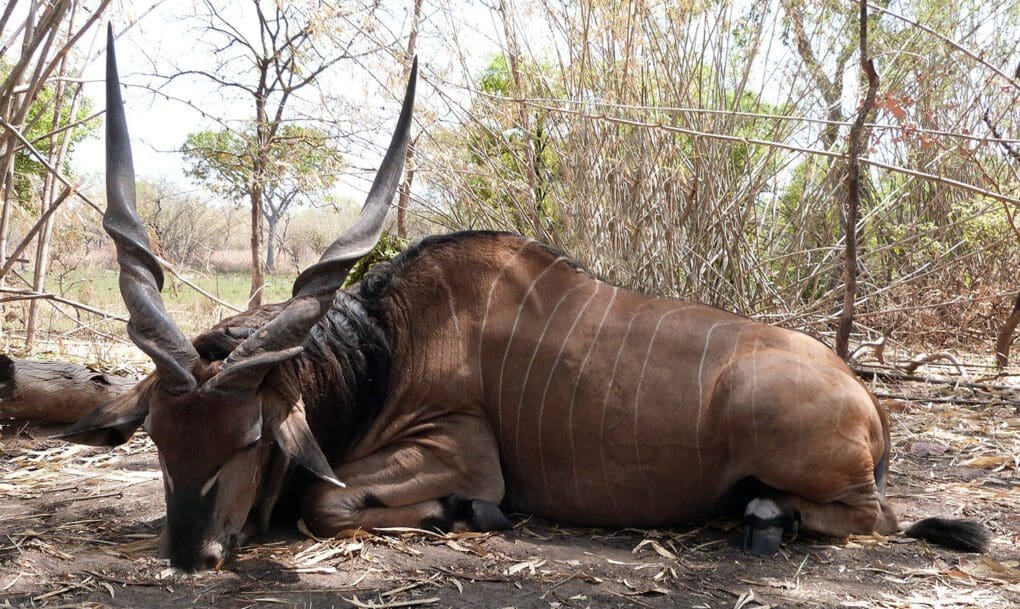 Lord Derby Eland » Outdoors International Lord Derby Eland