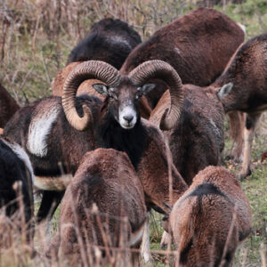 Mouflon Sheep Hunts