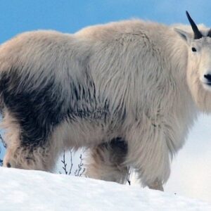 Mountain Goat Hunts