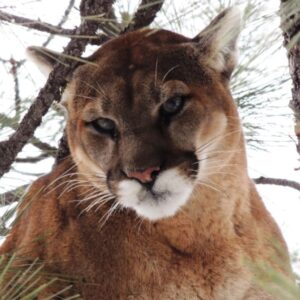 Mountain Lion Hunts