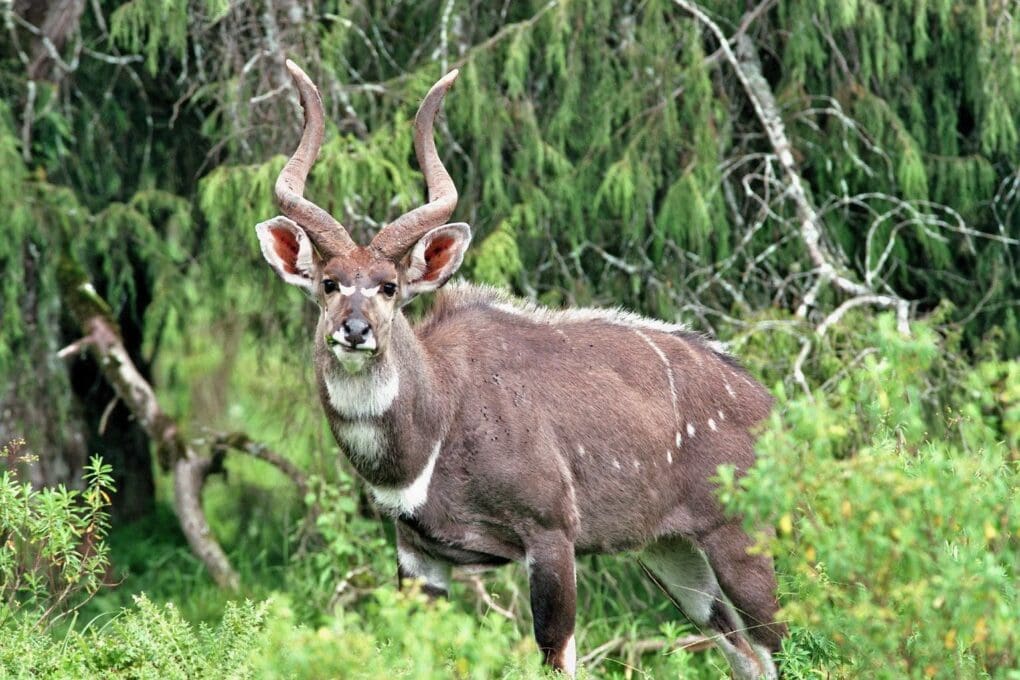 Mountain nyala live » Outdoors International