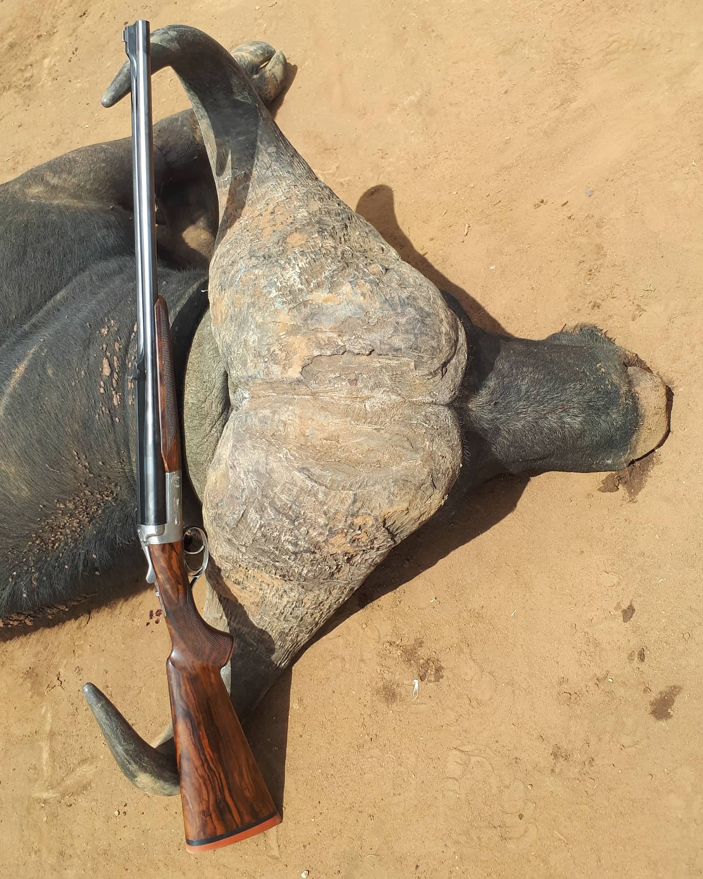 Mozambique cape buffalo hunting