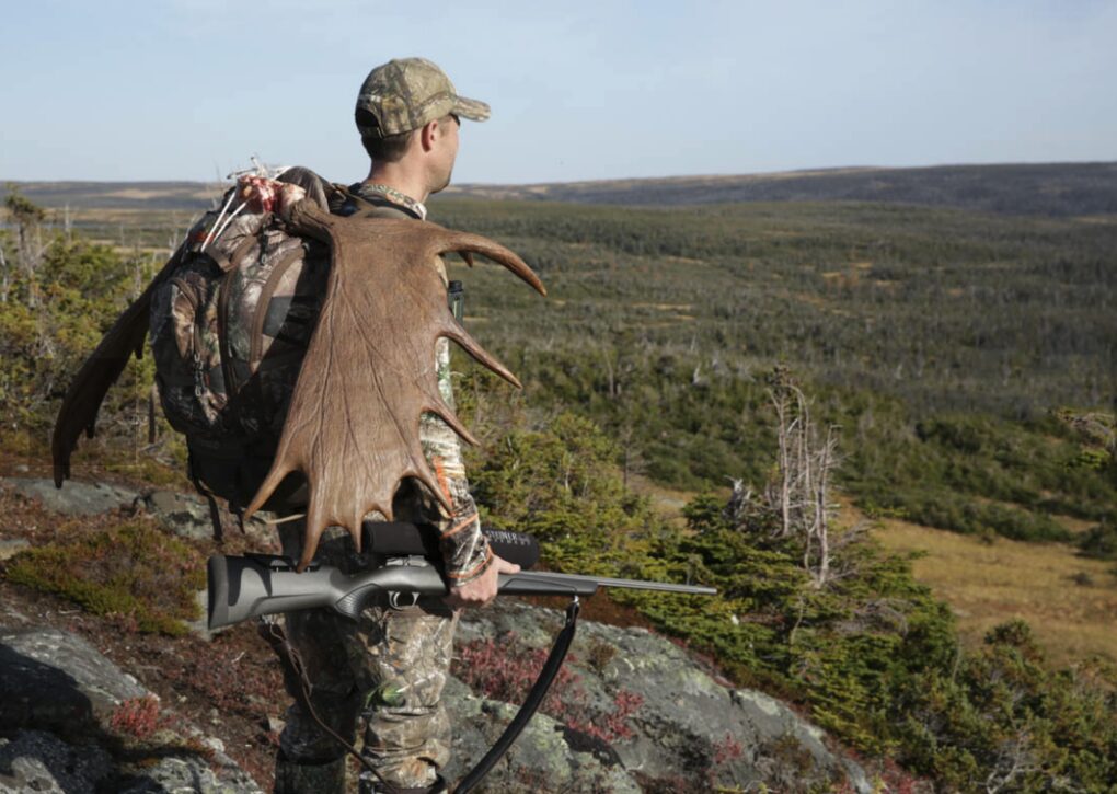 Newfoundland Moose Hunter Packing Out a Bull AO1 » Outdoors International Newfoundland moose hunter packing out a good bull.