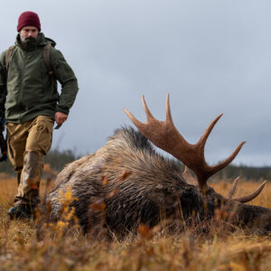 Moose hunting in Newfoundland