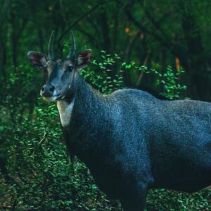 Nilgai Hunts