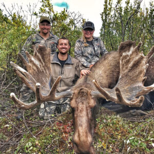 Our early Northern BC moose hunts produced this amazing velvet bull