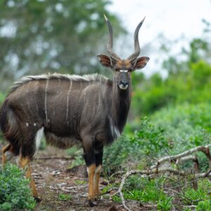 Nyala Hunts