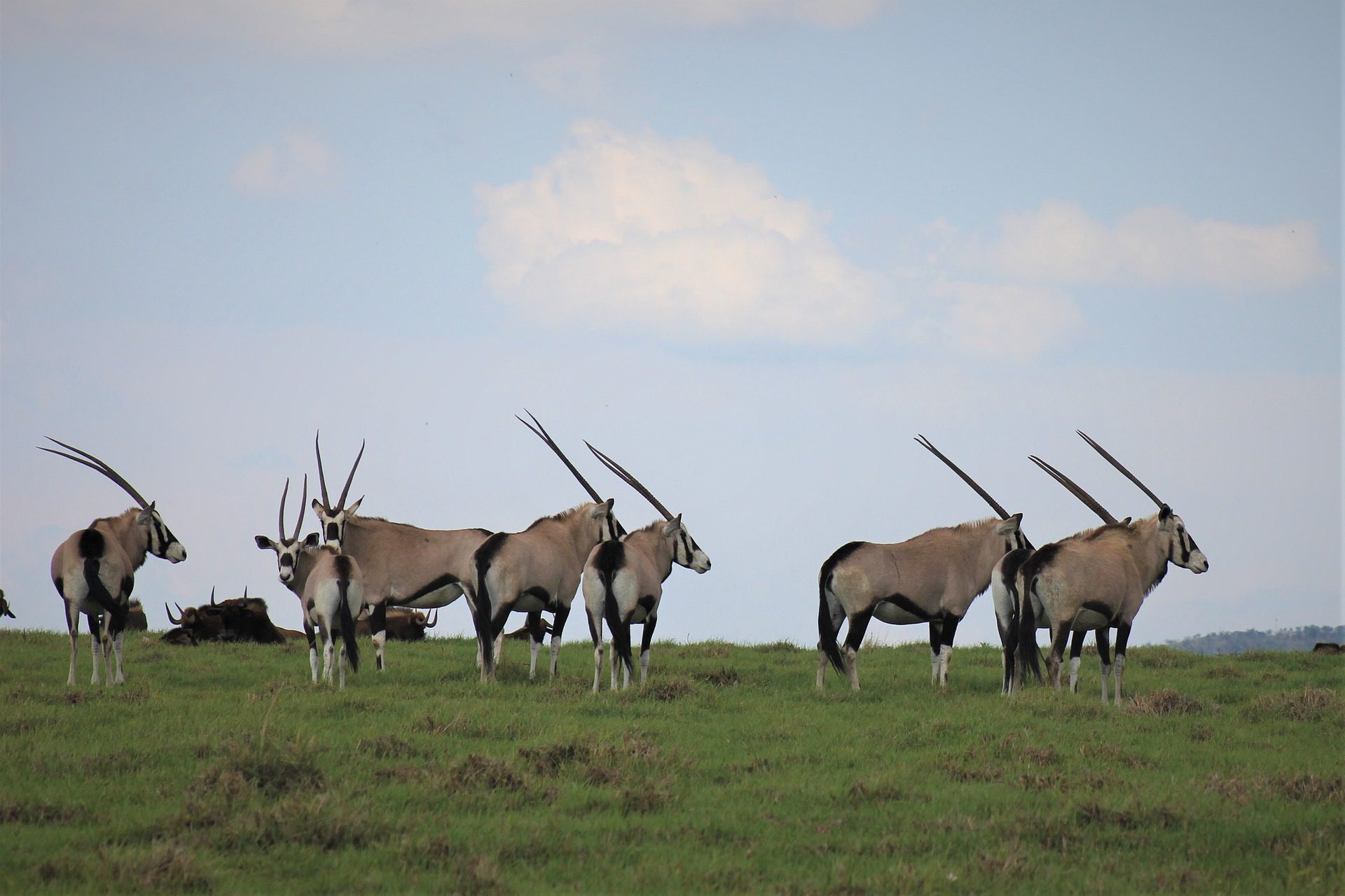 Herd of oryx. One of the most popular exotic species with hunters.