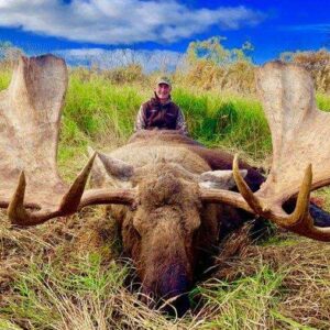 Incredible Alaskan Moose