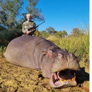 While hippo hunting South Africa, Mr. Bob made an excellent frontal brain shot on this big bull.