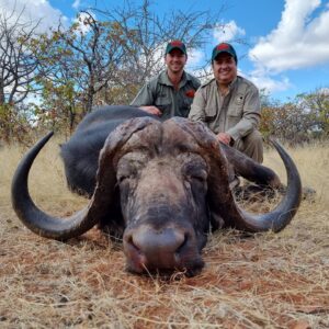 south african cape buffalo hunts